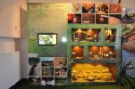 Gemersko-malohontské múzeum zmodernizovalo paleontologickú časť stálej expozície - nálezy a fotky z výskumu