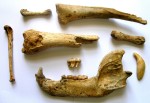 Medveď jaskynný (Ursus spelaeus) - Spodná čeľusť, zuby a končatinové kosti