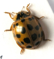 LIENKA - Harmonia axyridis