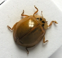 LIENKA - Harmonia axyridis